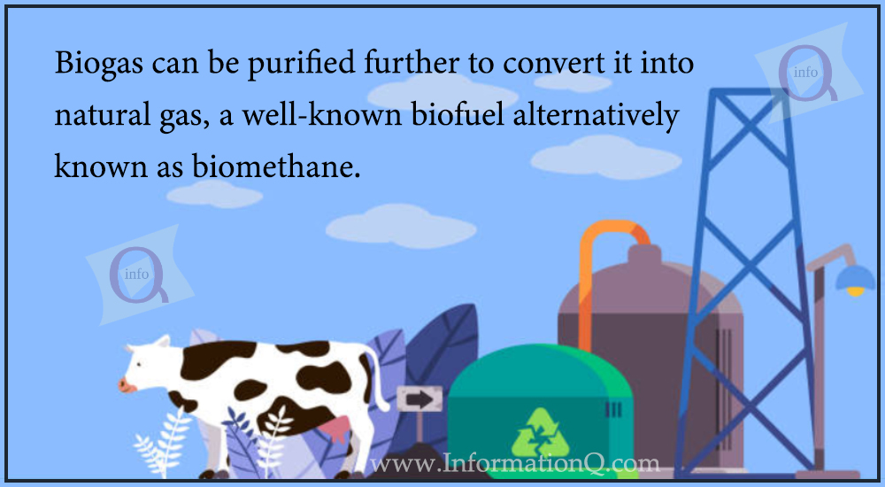 Biogas can be purified further to convert it into natural gas, a well-known biofuel alternatively known as biomethane.